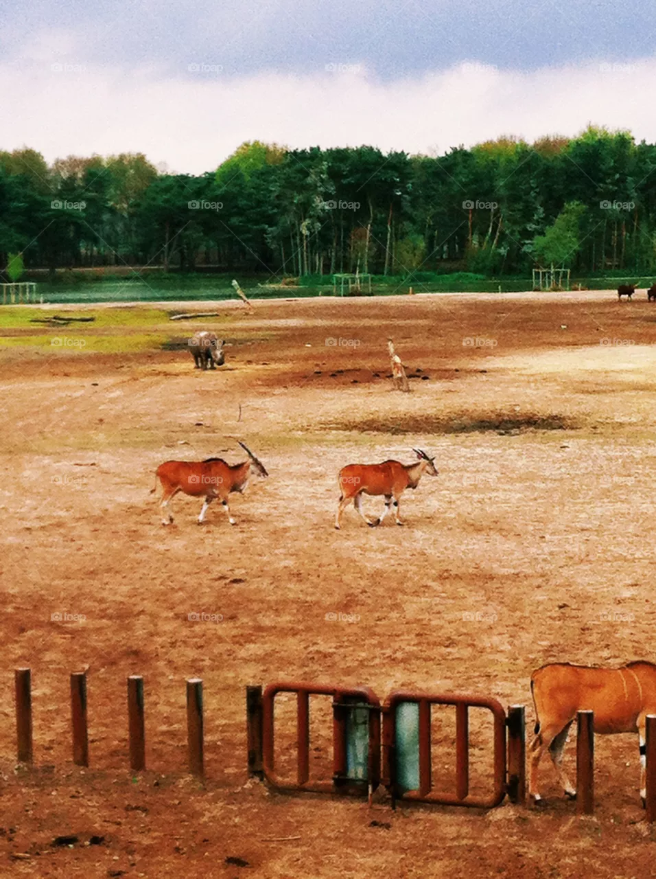 Zoo