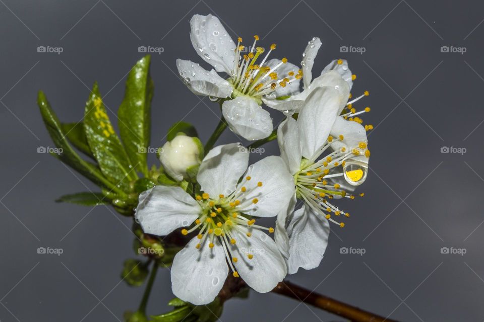 Branch of cherry blossoms during the rain.