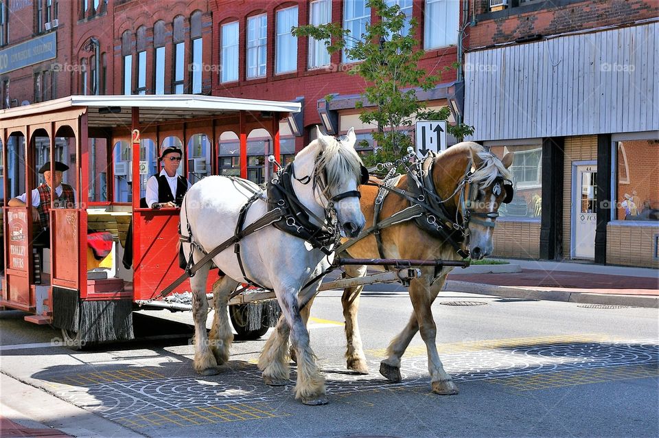 Saint John, New Brunswick, Canada Horse and Carriage