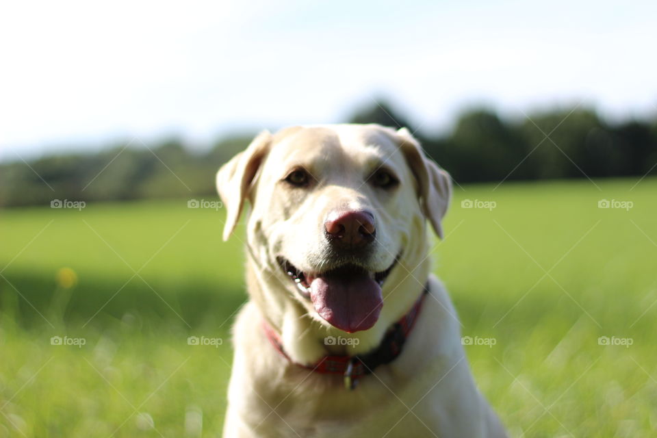 White dog sticking out his tongue