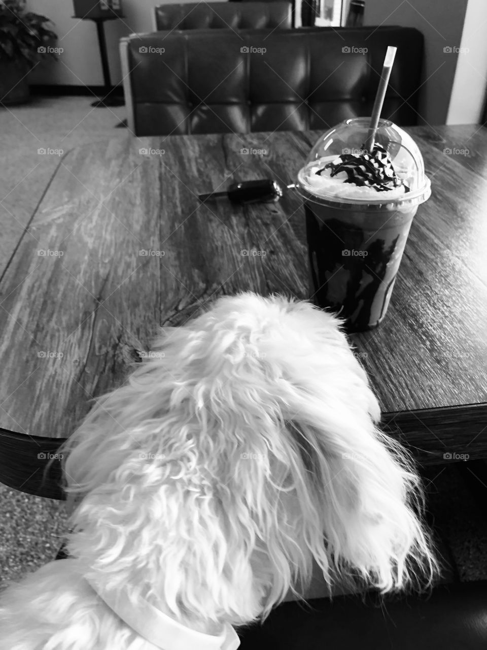 Doggie and Frappuccino 