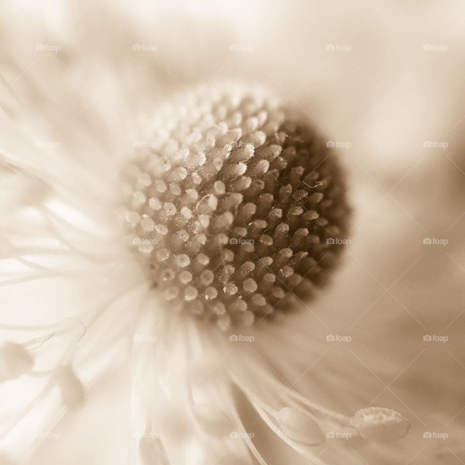 Macro Flower. The inside of a flower, showing the fronds and where the pollen gathers. 