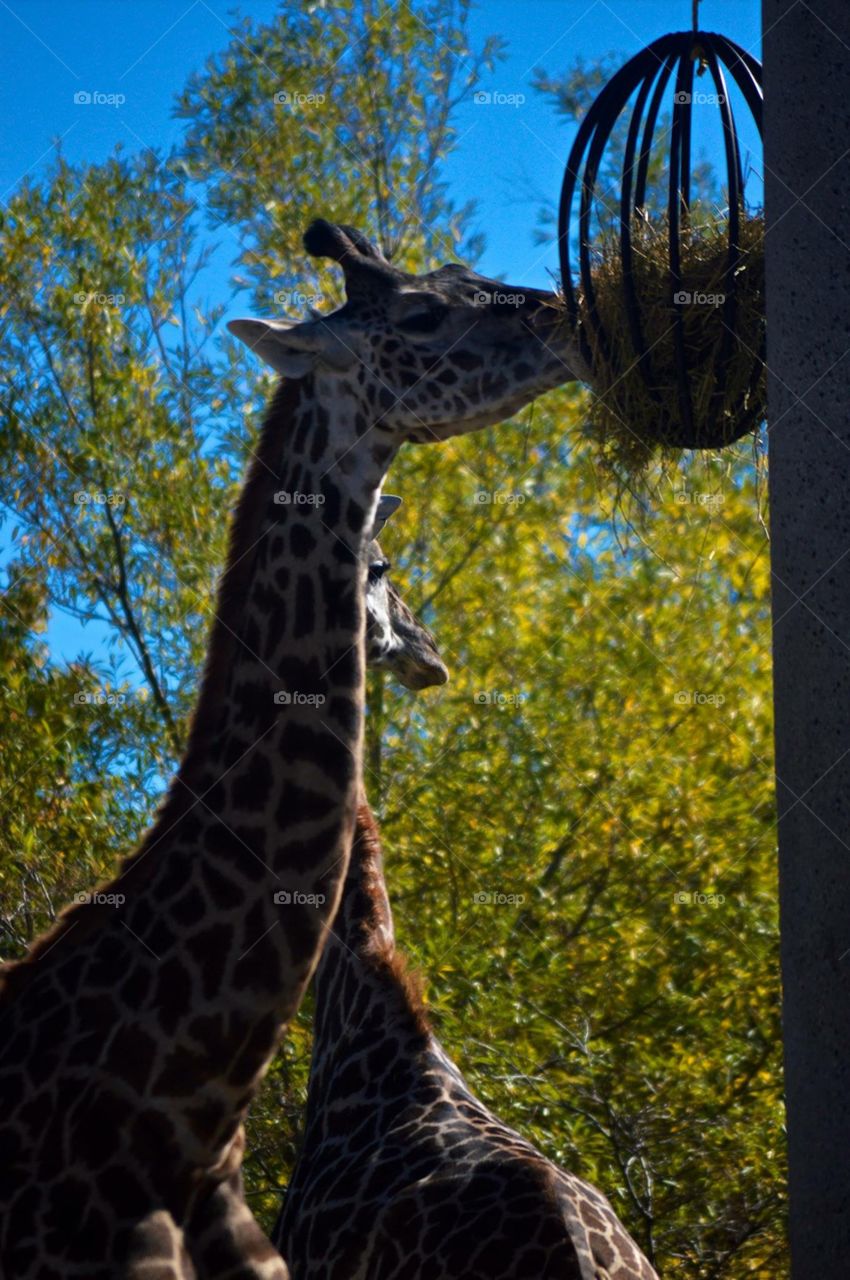 Toronto zoo giraffe 