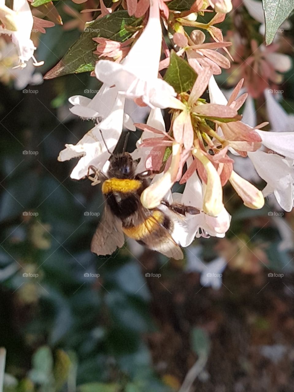 bee and flowers