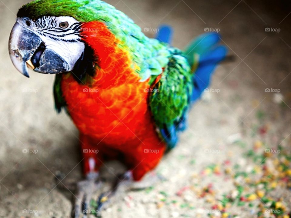 The parrot