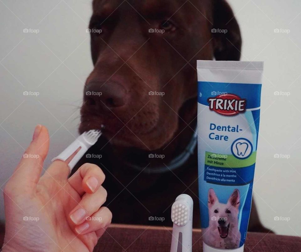 Dog#hygienic#products#teeth