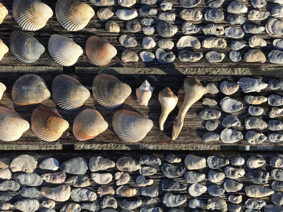 Shells from St. George Island