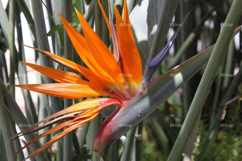 Flower bird of paradise 