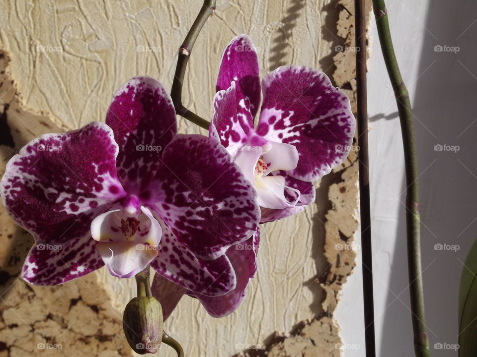 magnificent orchids