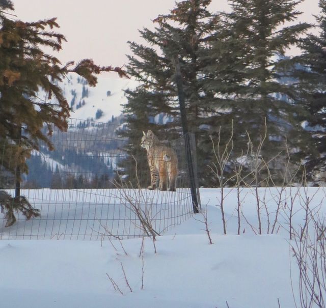 Bobcat