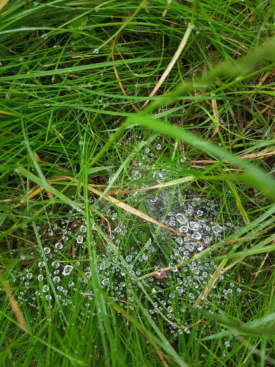 cobwebs in the rain and grass