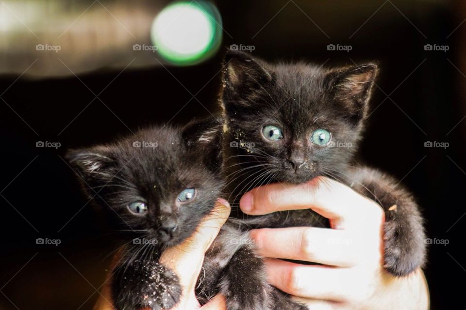 barn kitties 