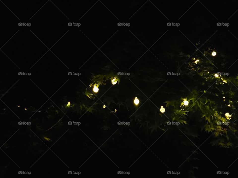 light in my mapel tree. Night photography