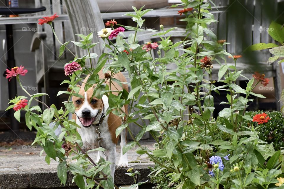 A rose among the roses