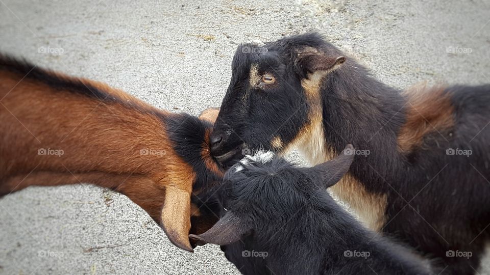 High angle view of three goats