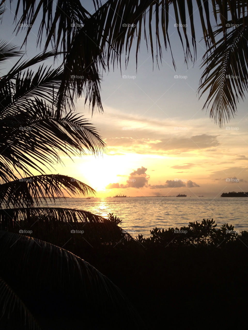 sunset evening palm tree maldives by fizzlicity