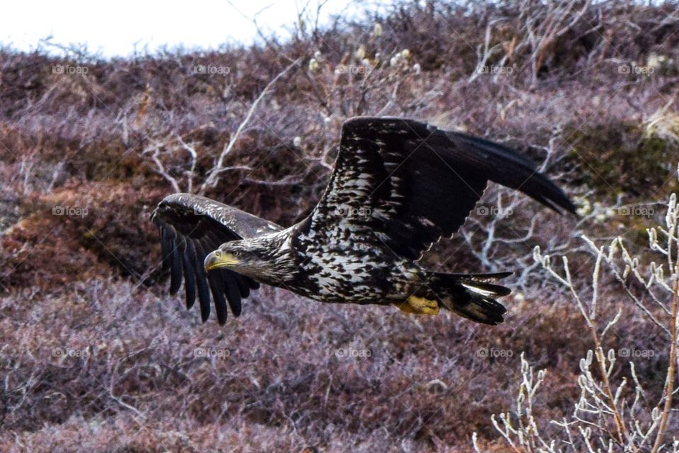 A young bald eagle in flight