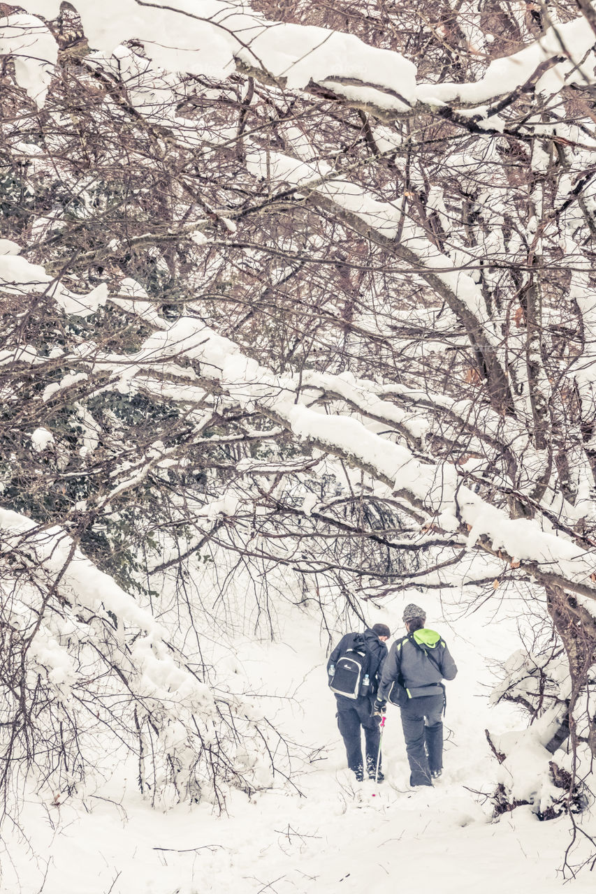 Winter, Snow, Tree, Cold, Season