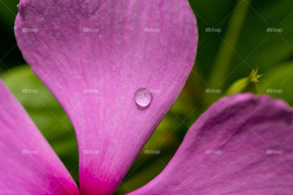 Water Droplet