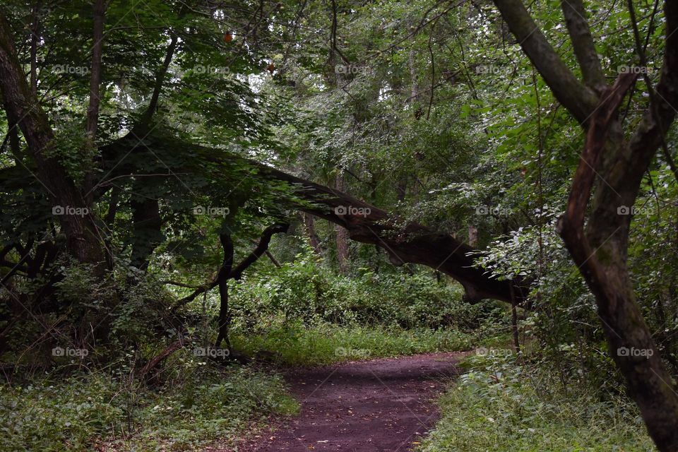 A tree falls across a path