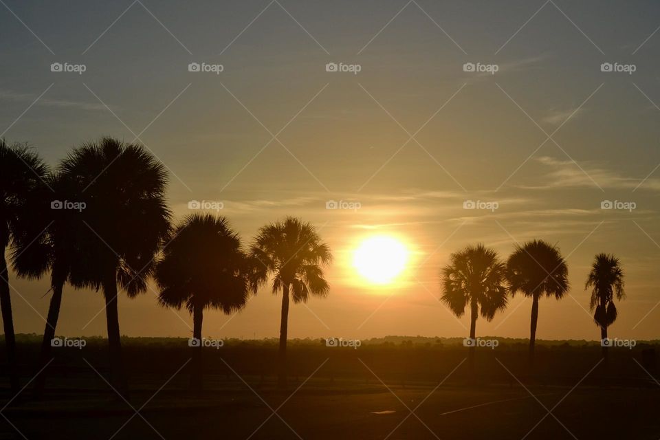A bright orange sunrise behind several sable palm trees