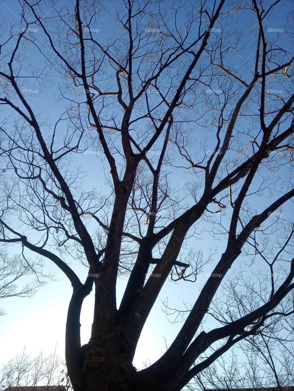 the beauty of the tree branches under the blue sky makes it looks like a painting with a relaxing energy.