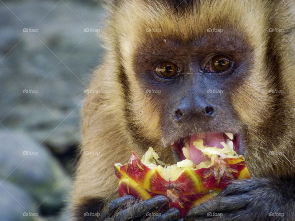 Capuchin Monkey Eating Pineapple Close Up