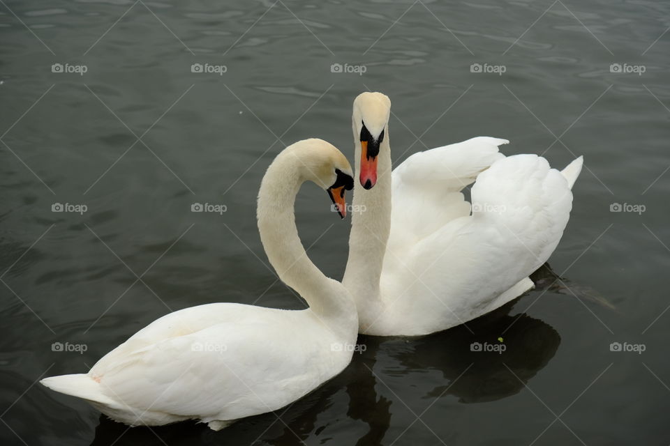 Swan, Water, Bird, Lake, No Person