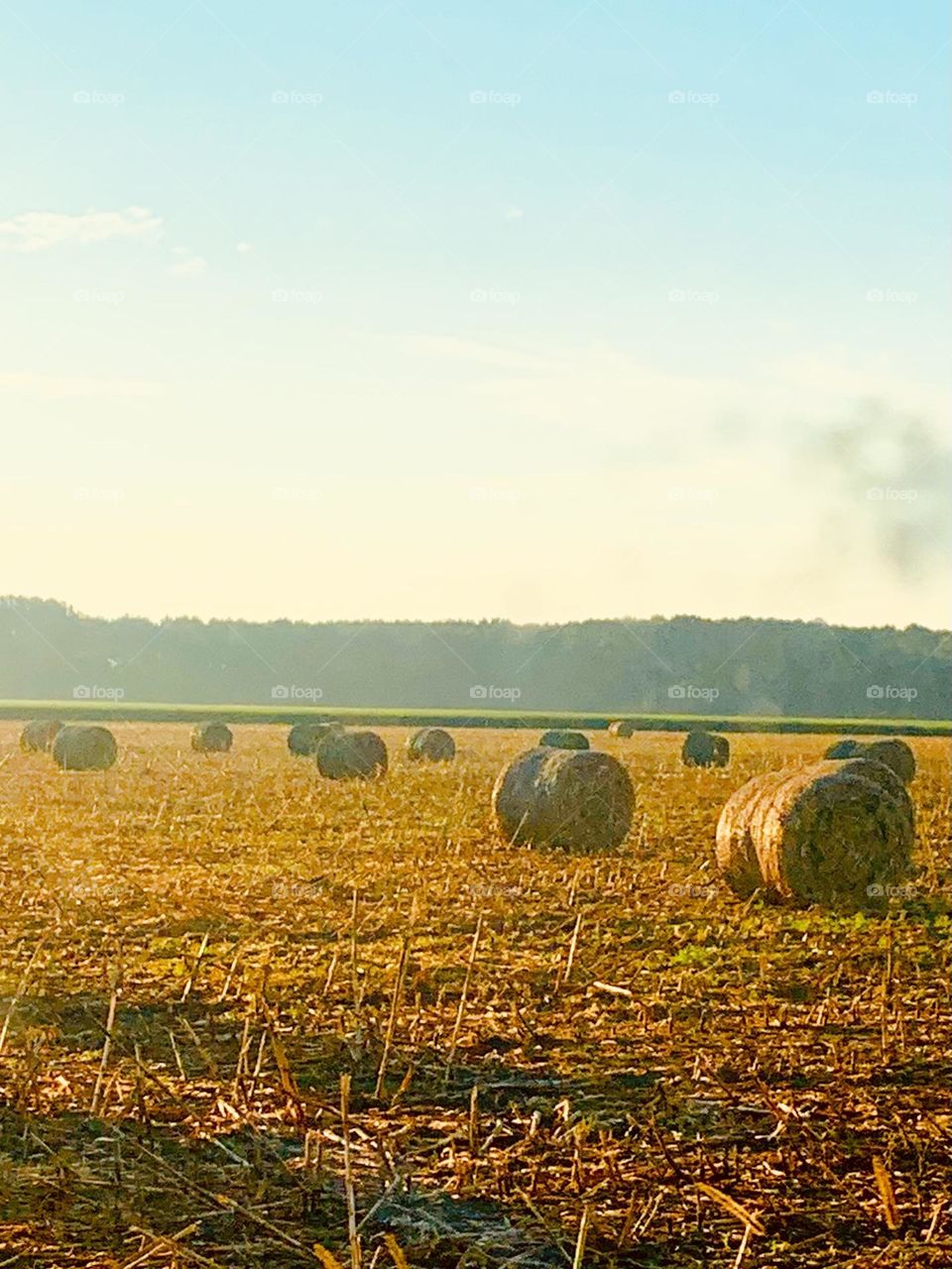 Hay bales in morning light 