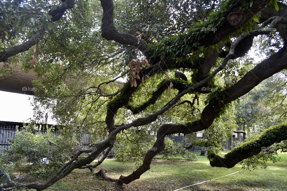 Several huge oak tree branches reaching toward the ground 