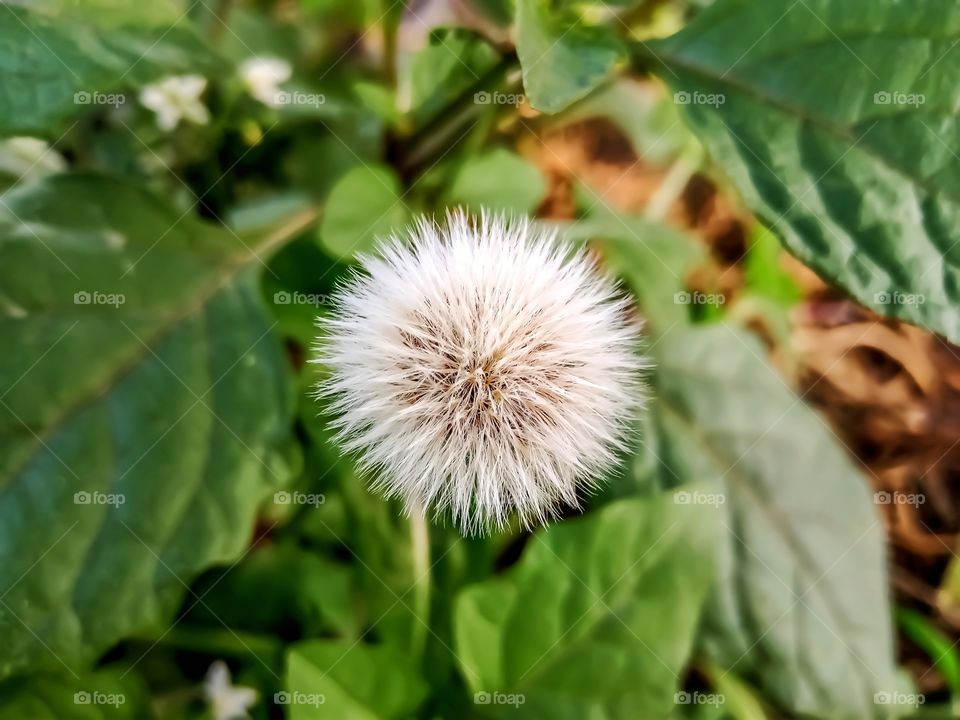 Beautiful common sowthistle flower image india