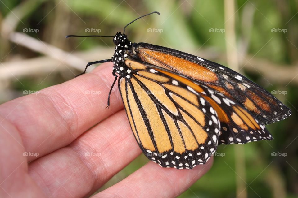 Monarch butterfly