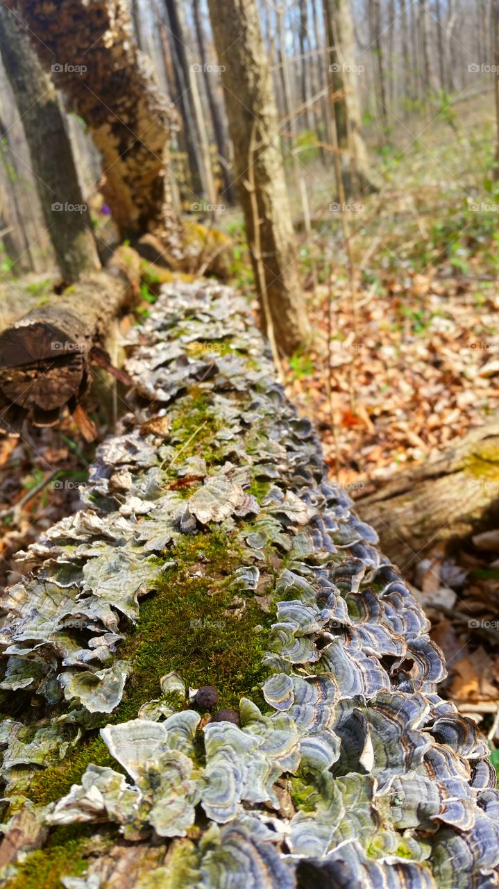 Fungus on a log