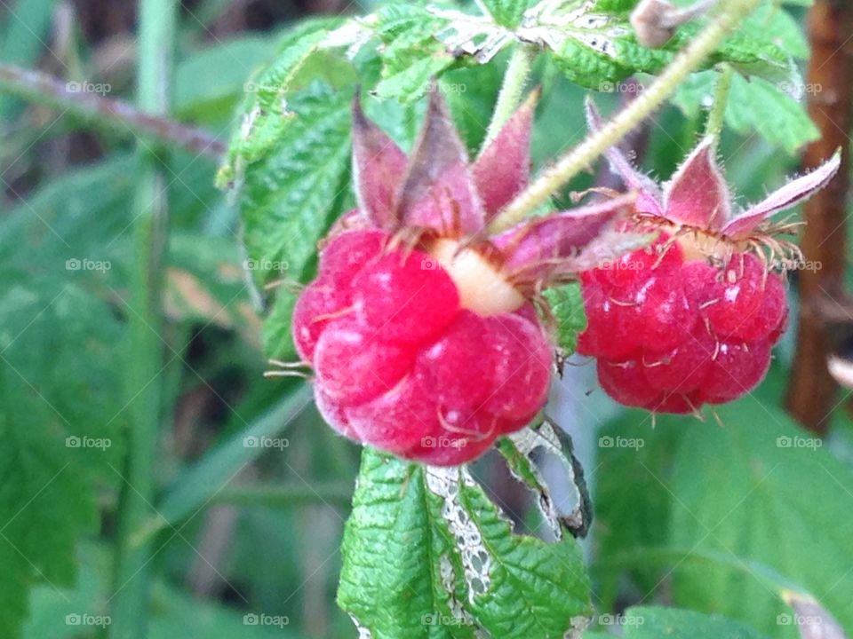 Wild raspberries 