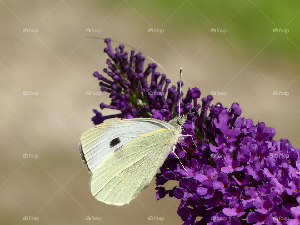 Summer memory,butterfly,flower