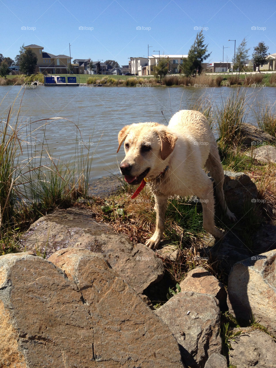dog lake wet swim by splicanka