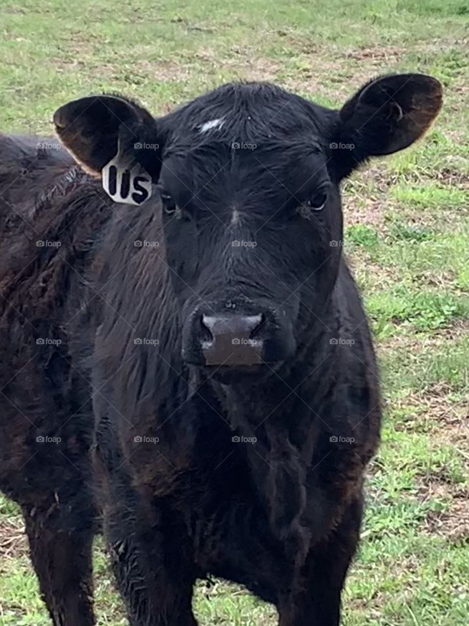 Female feeder yearling in a pasture 