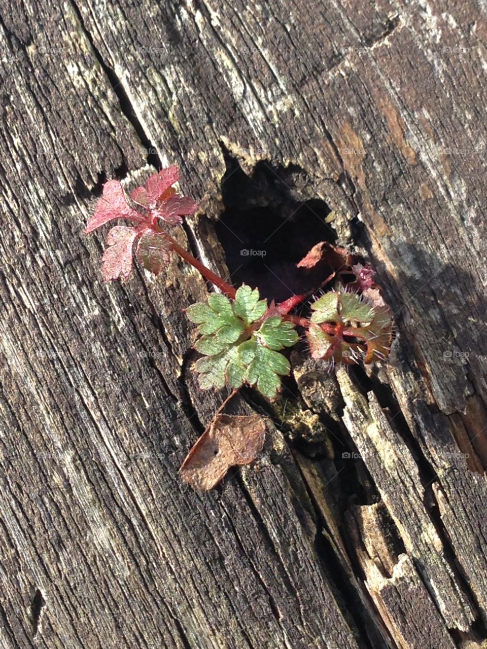 A little bit of green is growing out of the wooden table