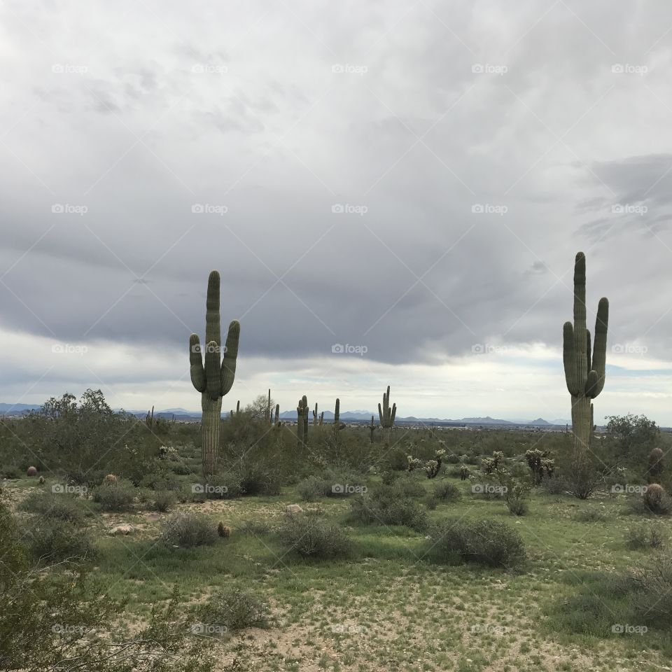 Gray Desert Sky