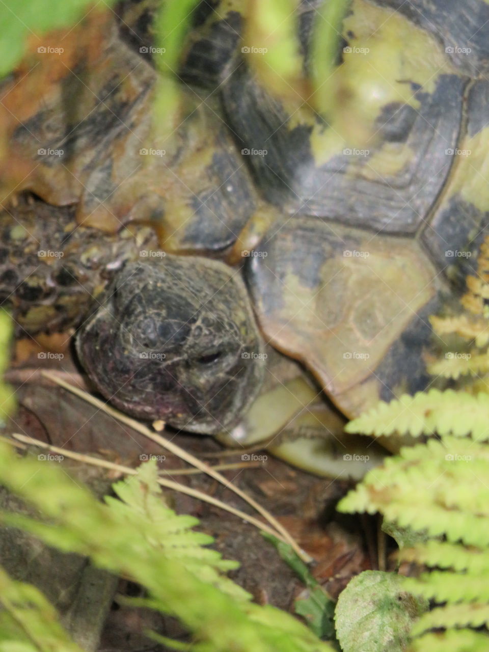 Turtle in it's habitat forest Yuhor Serbia