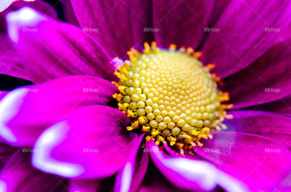 Complementary Colors, Flower