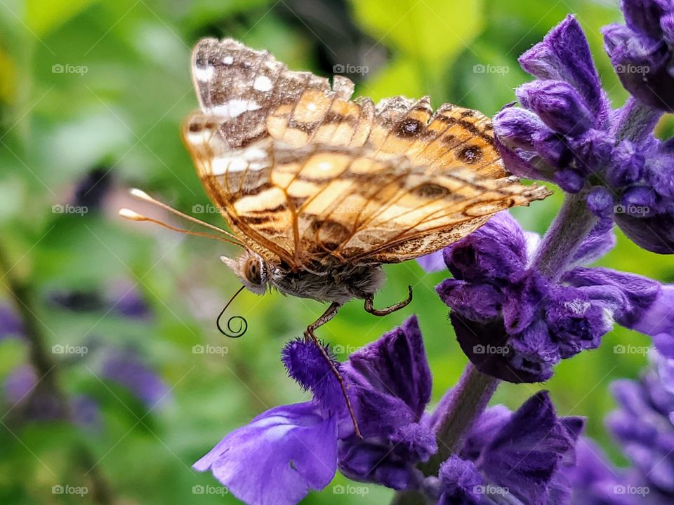 A whimsical magical personification moment frozen in time. - A beautiful butterfly stepping down on purple mystic spires flower petal.