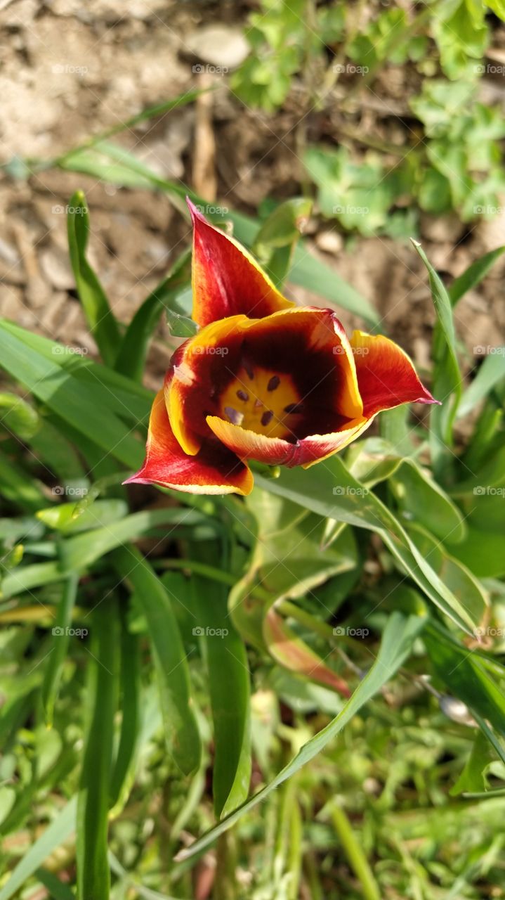 Tulip
