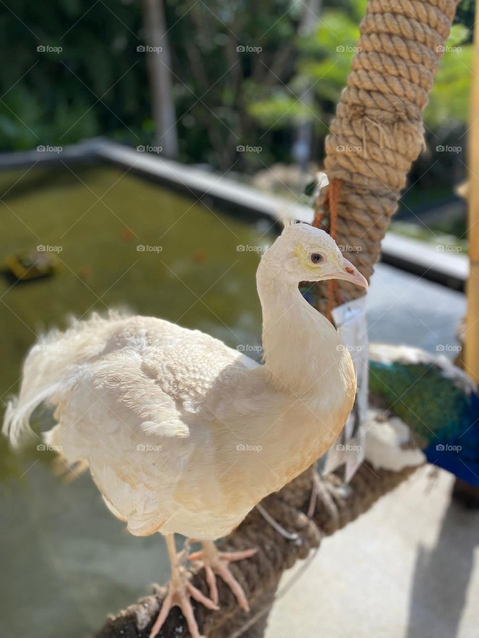White chicken
