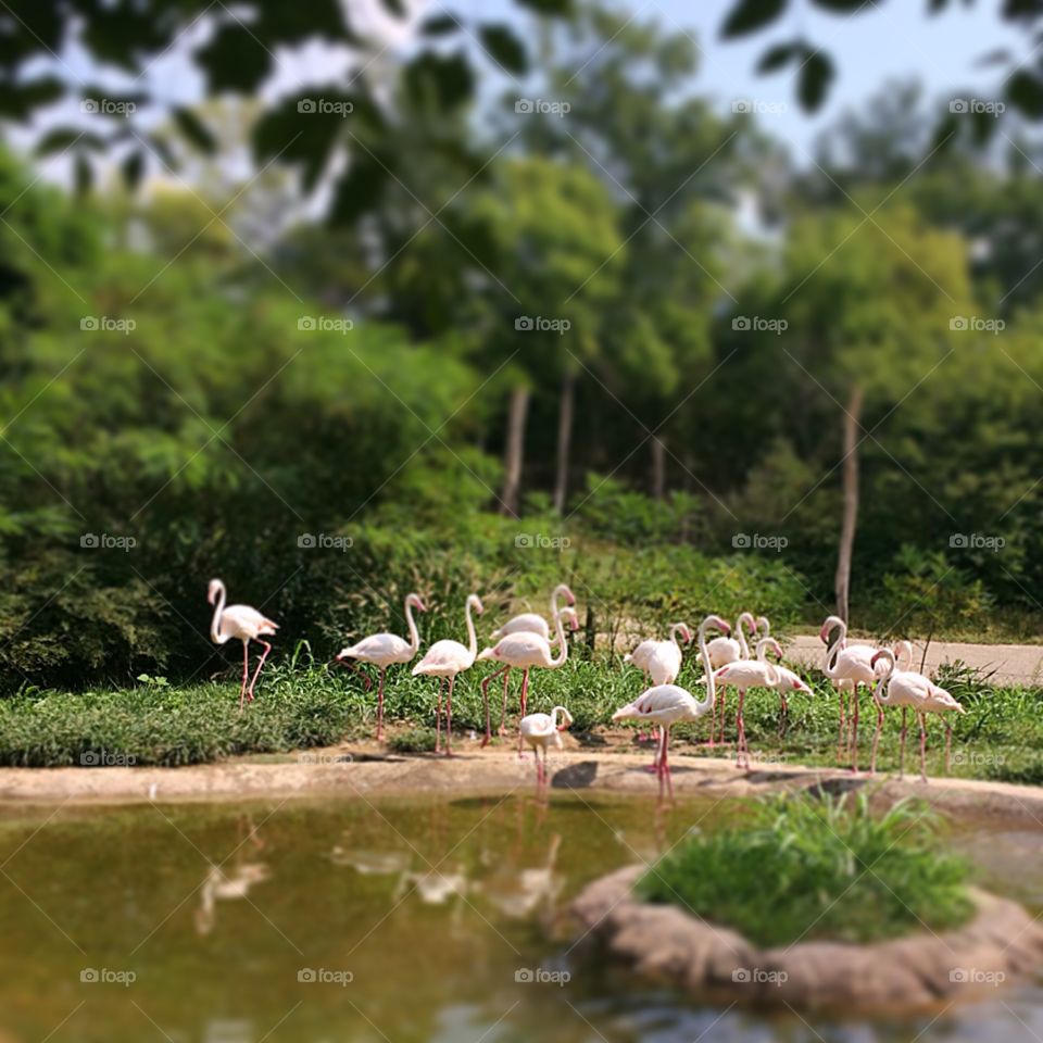 Flamingos 