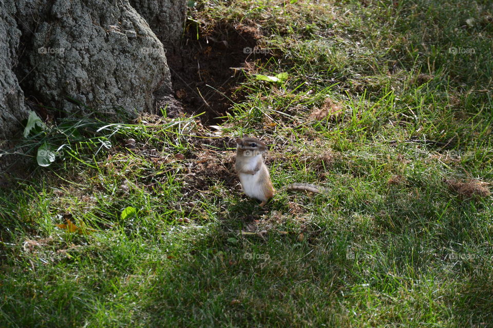 Chipmunk in the  yard