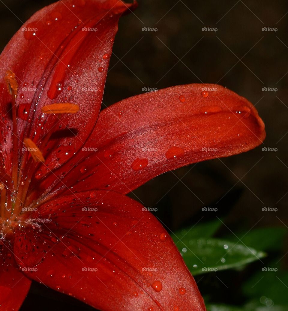 summer garden. close up photo of an African Lily in our garden after a summer storm