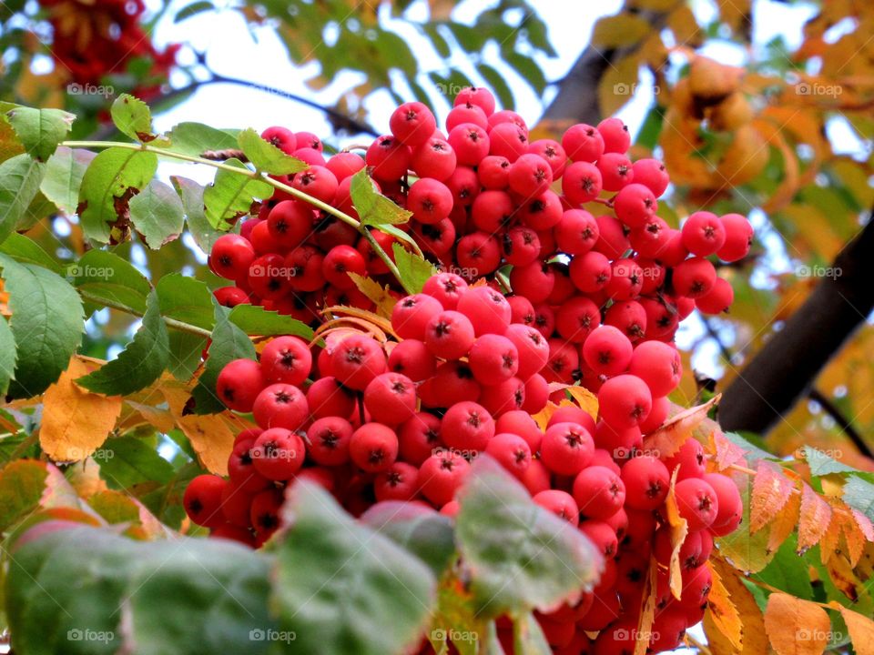 red rowan is a symbol of autumn, we are waiting for frost, a delicious berry