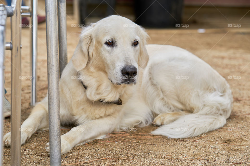 Golden Retriever portrait