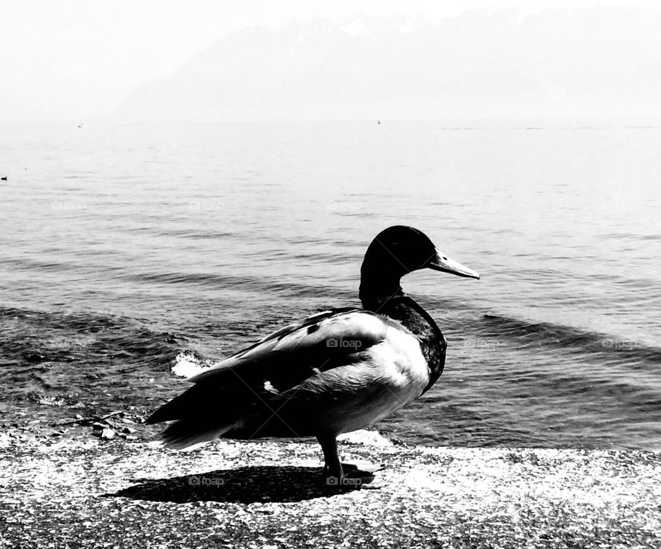 Duck at the lake